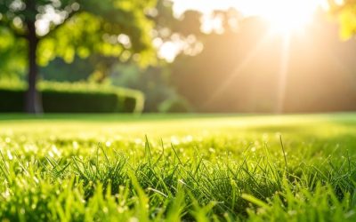 Lawn Rescue 101: A Reluctant Adult’s Guide to Overseeding